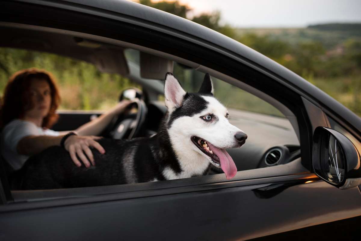 cane in auto legge