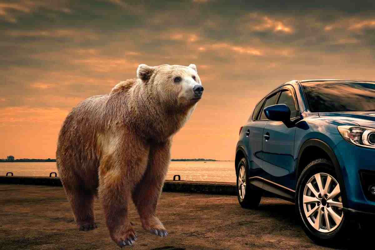 L'orso sale sul SUV