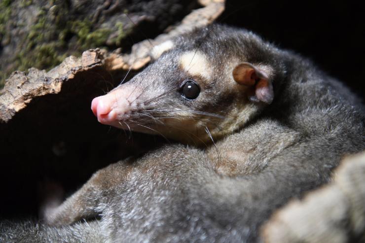 Opossum, problema per l'auto