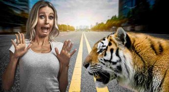 Aggrediti da una tigre: follia in strada, le immagini terrificanti
