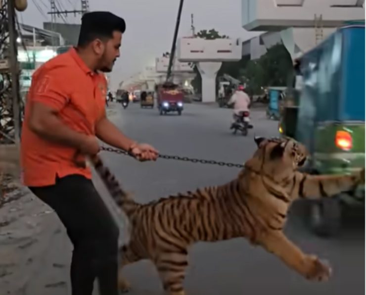 La tigre tenta di graffiare auto in strada