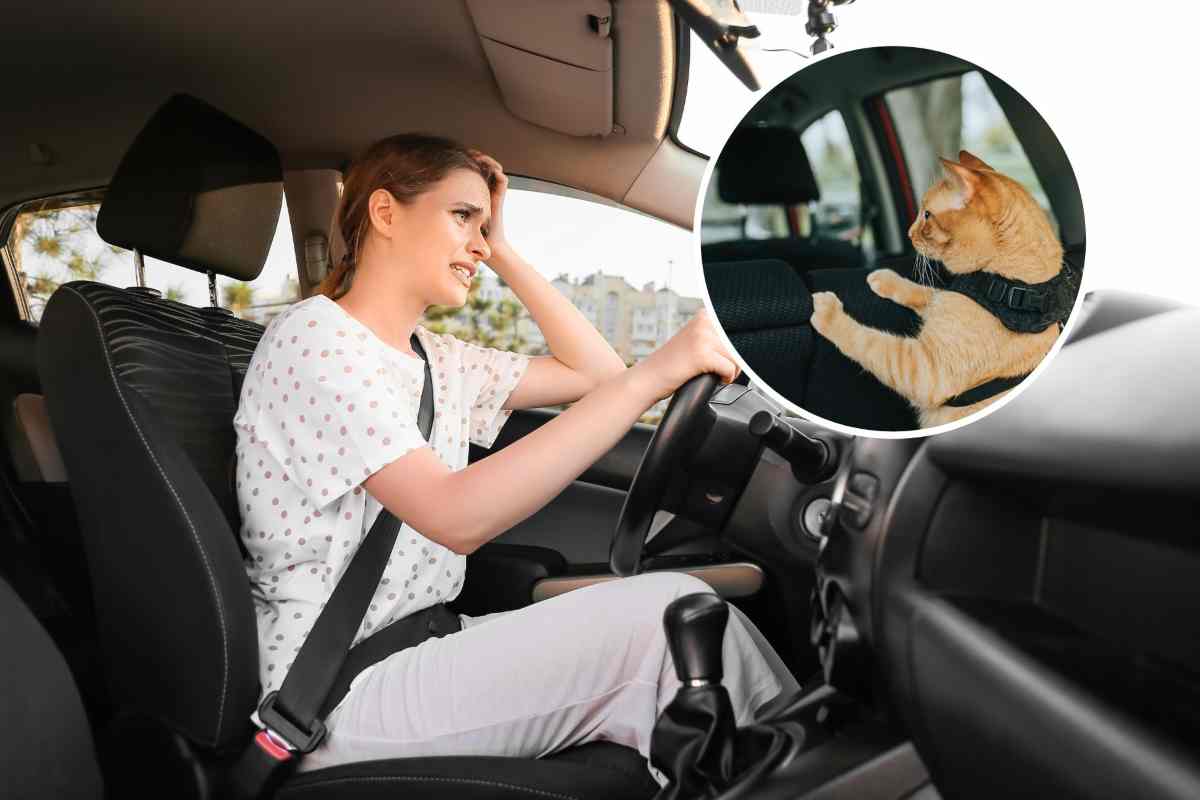 Persone bloccate in auto per un gatto