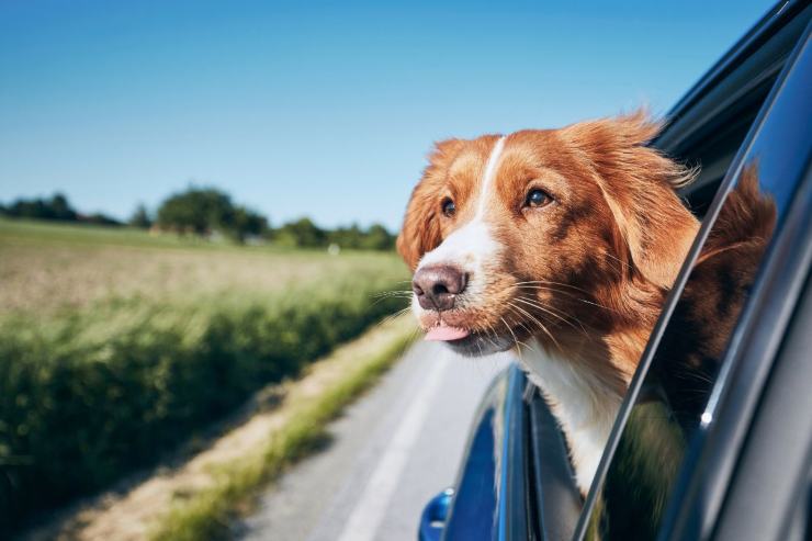 Leggi assurde strada sanzioni auto cane finestrino