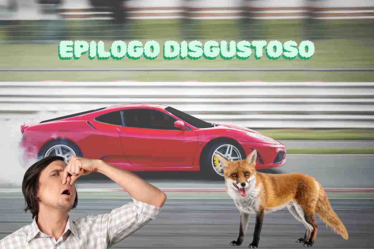 Volpe escrementi Ferrari video 